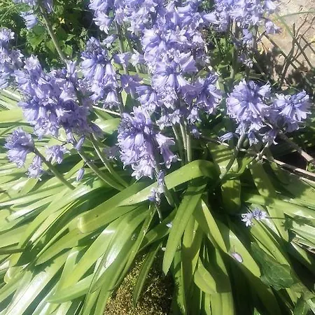 Les Vieilles Vignes Pensionat Thorigne
